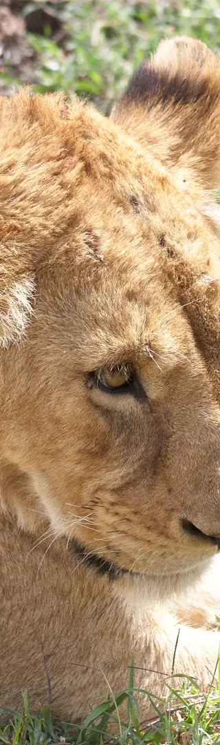 Löwenjunge